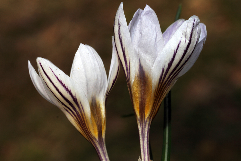 Un po'' di Crocus liguri (visto che  il periodo)